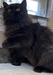 Lost Female Cat last seen Byron, Brentwood, CA 94513