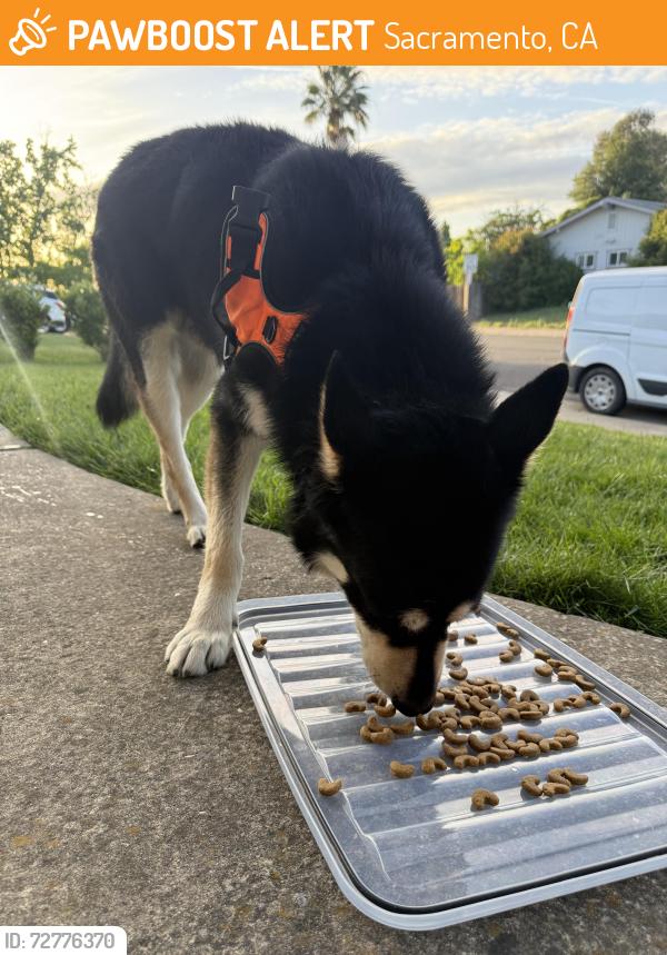 Found/Stray Unknown Dog last seen Tiogawoods , Sacramento, CA 95828
