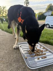 Found/Stray Unknown Dog last seen Tiogawoods , Sacramento, CA 95828