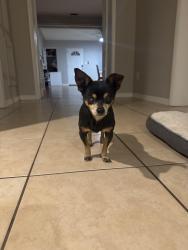 Found/Stray Unknown Dog last seen 43rd st South , St. Petersburg, FL 33711