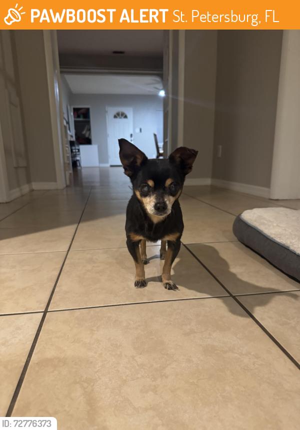 Found/Stray Unknown Dog last seen 43rd st South , St. Petersburg, FL 33711