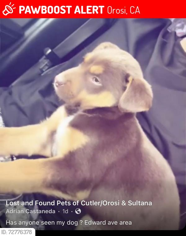 Lost Male Dog last seen Edward ave , Orosi, CA 93647