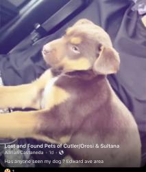 Lost Male Dog last seen Edward ave , Orosi, CA 93647