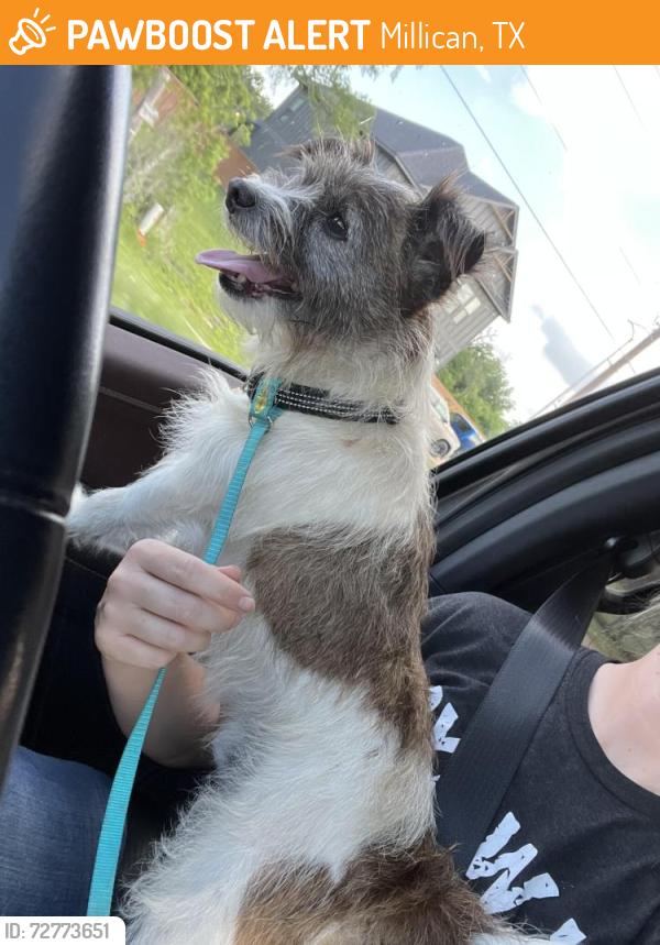 Found/Stray Male Dog last seen Reggie’s country store, Millican, TX 77866