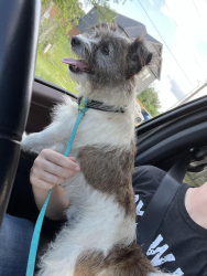 Found/Stray Male Dog last seen Reggie’s country store, Millican, TX 77866