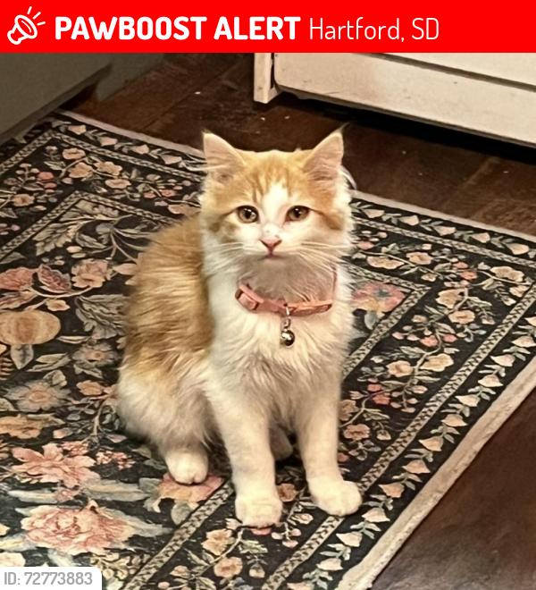Lost Female Cat last seen Wayne, 467 street, Hartford, SD 57033