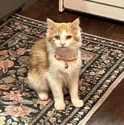 Lost Female Cat last seen Wayne, 467 street, Hartford, SD 57033