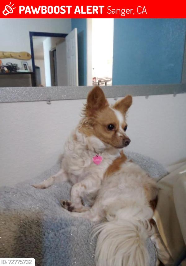 Lost Female Dog last seen Ogalvy Rd mile marker1-4 I. IMPERIAL county ca., Sanger, CA 93657