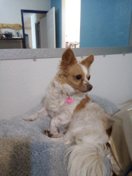 Lost Female Dog last seen Ogalvy Rd mile marker1-4 I. IMPERIAL county ca., Sanger, CA 93657