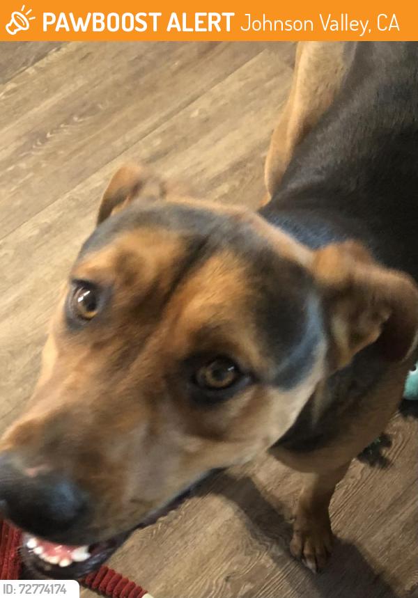 Found/Stray Male Dog last seen Highway 247/Old Woman Springs Road, Johnson Valley, CA 92285