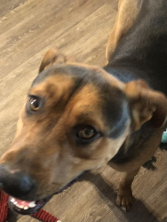 Found/Stray Male Dog last seen Highway 247/Old Woman Springs Road, Johnson Valley, CA 92285