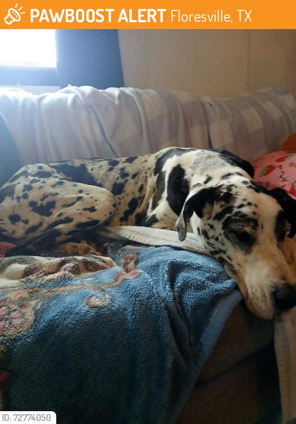 Found/Stray Male Dog last seen No cross street, Floresville, TX 78114