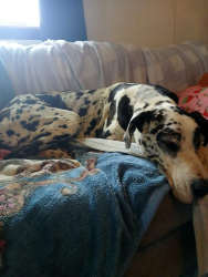 Found/Stray Male Dog last seen No cross street, Floresville, TX 78114