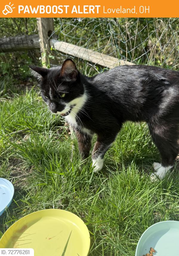 Found/Stray Unknown Cat last seen Lebanon and Bentcreek, Loveland, OH 45140