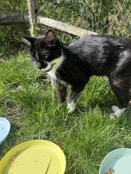 Found/Stray Unknown Cat last seen Lebanon and Bentcreek, Loveland, OH 45140