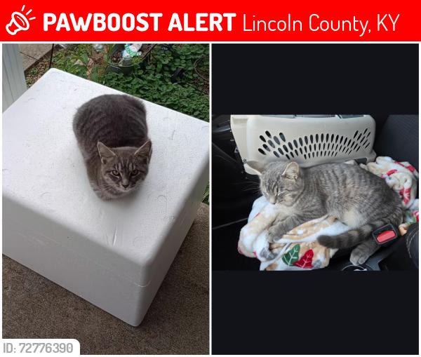 Lost Male Cat last seen Near stanford ky, Lincoln County, KY 40437