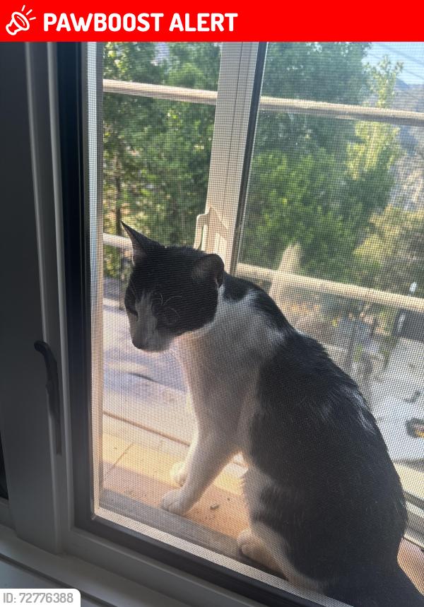Lost Male Cat last seen Greenridge, La Cañada Flintridge, CA 91011