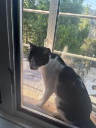 Lost Male Cat last seen Greenridge, La Cañada Flintridge, CA 91011