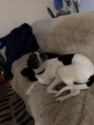 Lost Female Dog last seen Fairview - Shamrock, Meridian, ID 83713