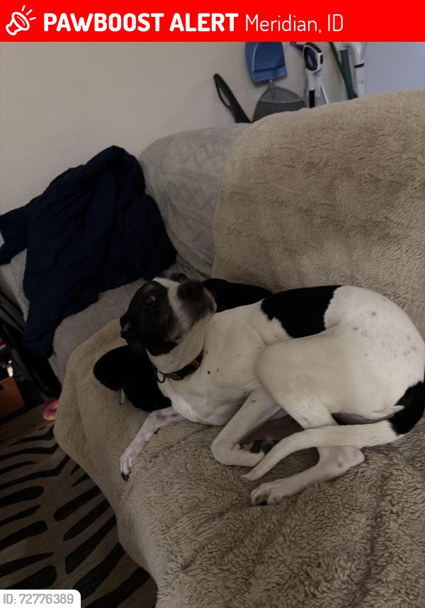 Lost Female Dog last seen Fairview - Shamrock, Meridian, ID 83713