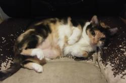 Lost Female Cat last seen Roena in someones backyard, Indianapolis, IN 46241