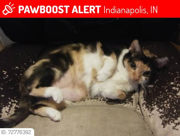 Lost Female Cat last seen Roena in someones backyard, Indianapolis, IN 46241