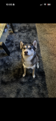 Lost Male Dog last seen Harvest st / west case , Columbus, OH 43235