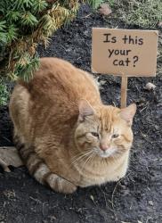Found/Stray Male Cat last seen Parkview and Lakeview, Saint Paul, MN 55117
