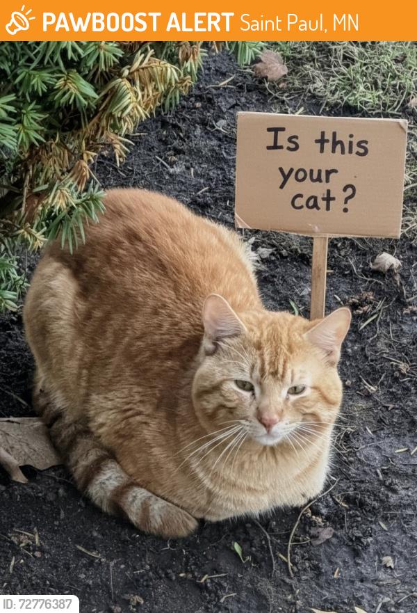 Found/Stray Male Cat last seen Parkview and Lakeview, Saint Paul, MN 55117