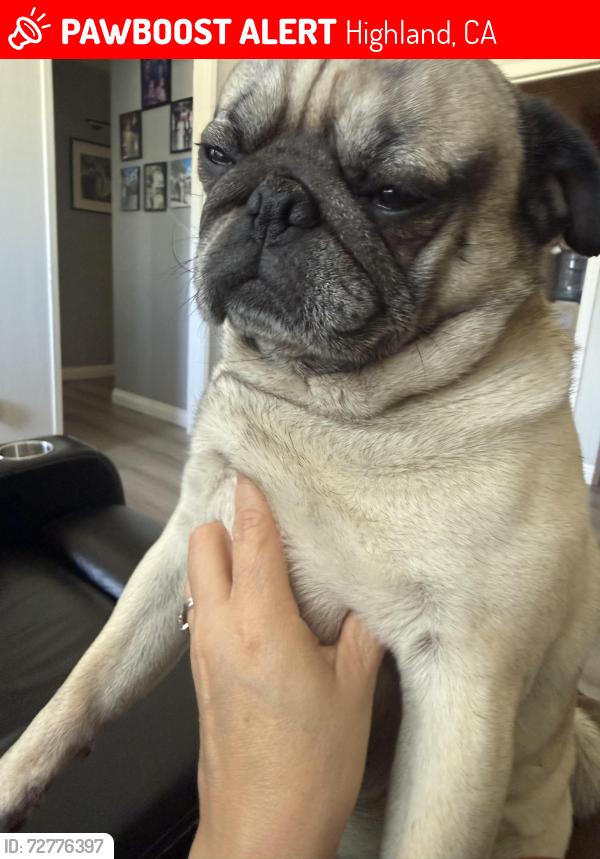 Lost Male Dog last seen Baseline and Central, Highland, CA 92346