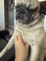 Lost Male Dog last seen Baseline and Central, Highland, CA 92346