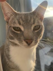 Lost Male Cat last seen Santa Fe spring sign in the street , Santa Fe Springs, CA 90670