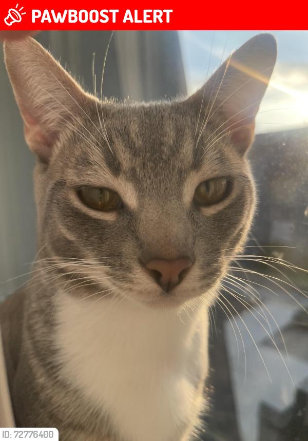 Lost Male Cat last seen Santa Fe spring sign in the street , Santa Fe Springs, CA 90670