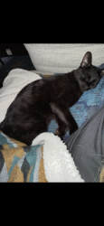 Lost Female Cat last seen Milani ridge court and siandra creek , Spring, TX 77386