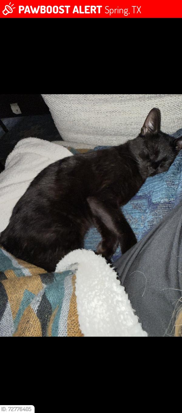Lost Female Cat last seen Milani ridge court and siandra creek , Spring, TX 77386