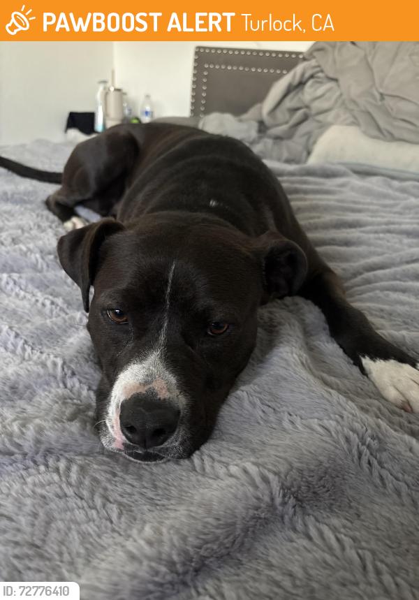 Found/Stray Male Dog last seen Golden State Blvd, Turlock, CA 95381