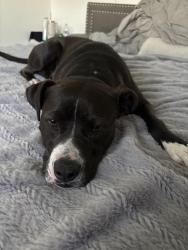 Found/Stray Male Dog last seen Golden State Blvd, Turlock, CA 95381