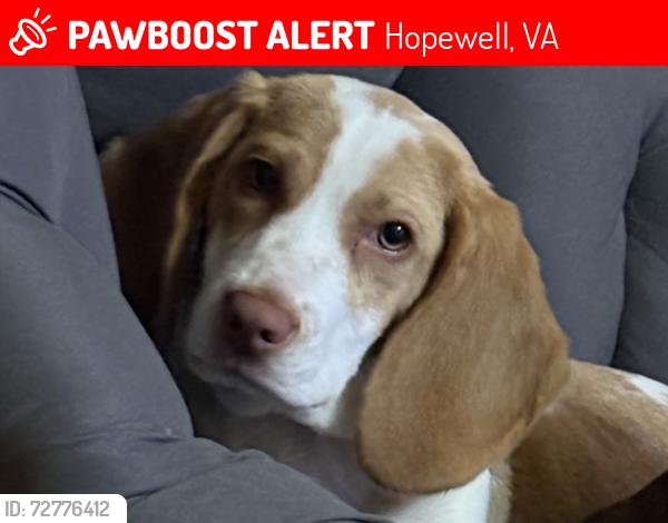 Lost Female Dog last seen Oaklawn Boulevard, Hopewell, VA 23860