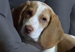 Lost Female Dog last seen Oaklawn Boulevard, Hopewell, VA 23860
