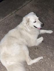 Found/Stray Female Dog last seen Tours street and Romney, Houston, TX 77036