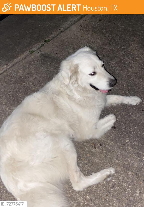 Found/Stray Female Dog last seen Tours street and Romney, Houston, TX 77036