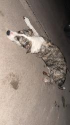 Found/Stray Male Dog last seen Air Force base , San Angelo, TX 76905