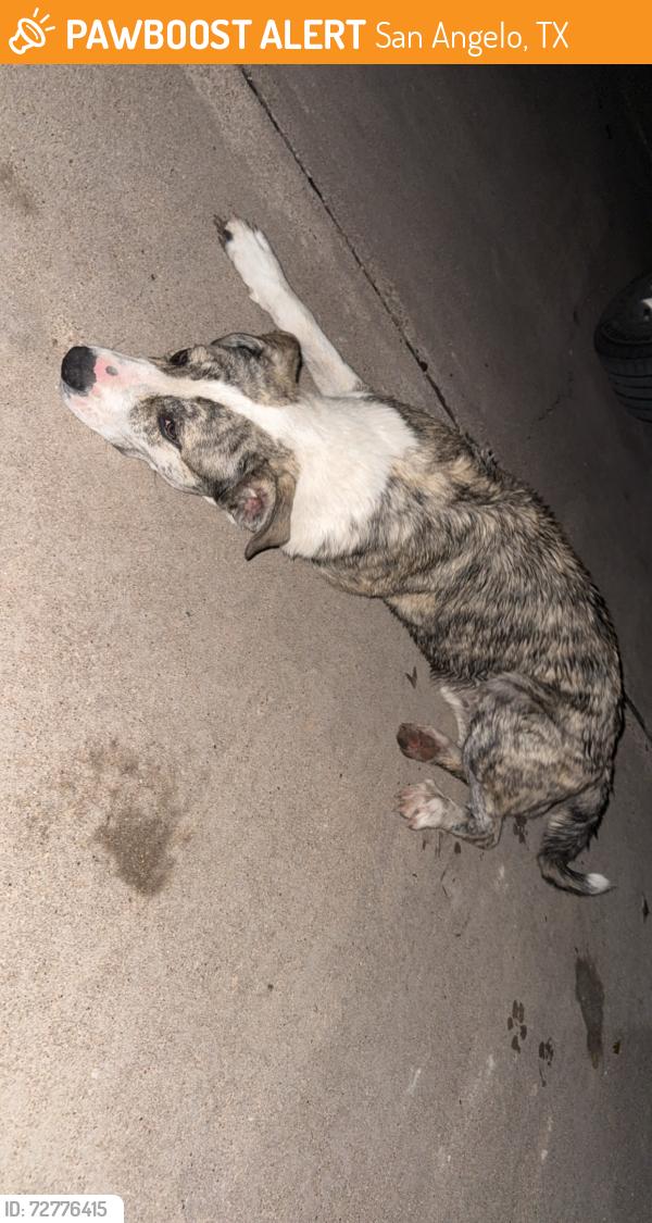 Found/Stray Male Dog last seen Air Force base , San Angelo, TX 76905