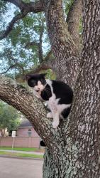 Found/Stray Male Cat last seen Falcon Ranch, Falcon Landing, Katy, TX 77494
