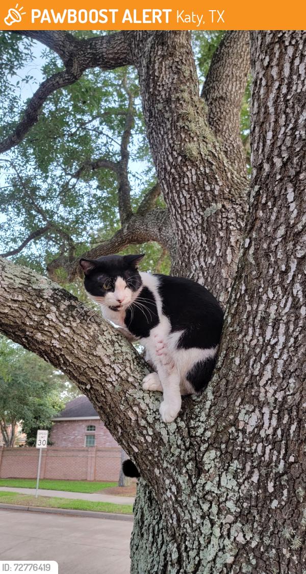 Found/Stray Male Cat last seen Falcon Ranch, Falcon Landing, Katy, TX 77494