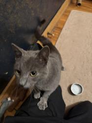 Found/Stray Male Cat last seen He was outside a building that hses multiple offices at the listed address. I don’t know anything else about the area., Greensboro, NC 27410