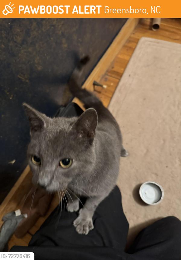 Found/Stray Male Cat last seen He was outside a building that hses multiple offices at the listed address. I don’t know anything else about the area., Greensboro, NC 27410