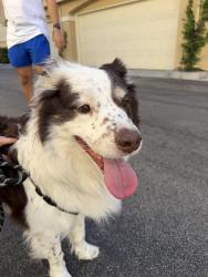 Found/Stray Male Dog last seen Woodfield baseball fields running towards Pacific Park, Aliso Viejo, CA 92656