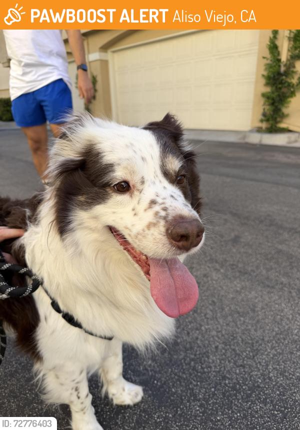 Found/Stray Male Dog last seen Woodfield baseball fields running towards Pacific Park, Aliso Viejo, CA 92656