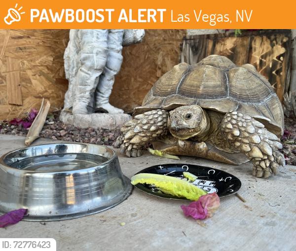 Found/Stray Unknown Reptile last seen Firefighters Memorial Park , Las Vegas, NV 89146